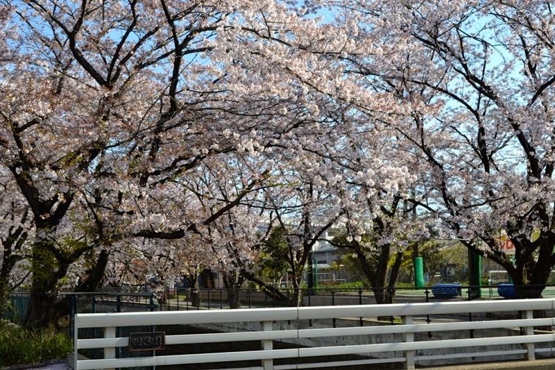 20140407asaogawa_yamaguchibashi05