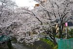 20140406asao_asaonigoubashi01