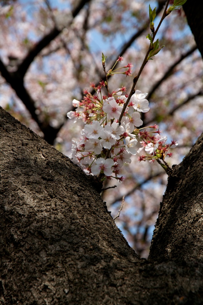 140409nishigawara  07