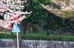 20140409hakuasanjinjya_hanafubuki01