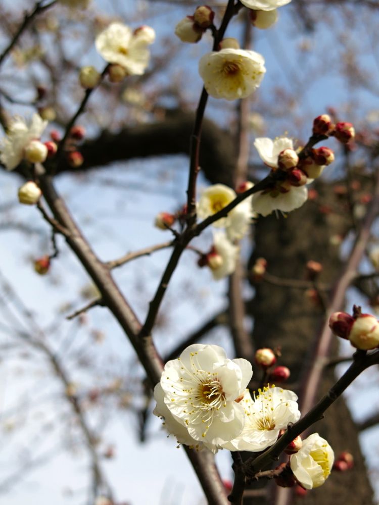 20140125todorokiryokuchi_ume03