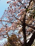 20140201nakaharadesyaku_sakura02