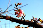 20140207ikutagotandagawa_kawazu02