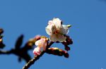 20140308asaokuyakusyo_tamanawa01