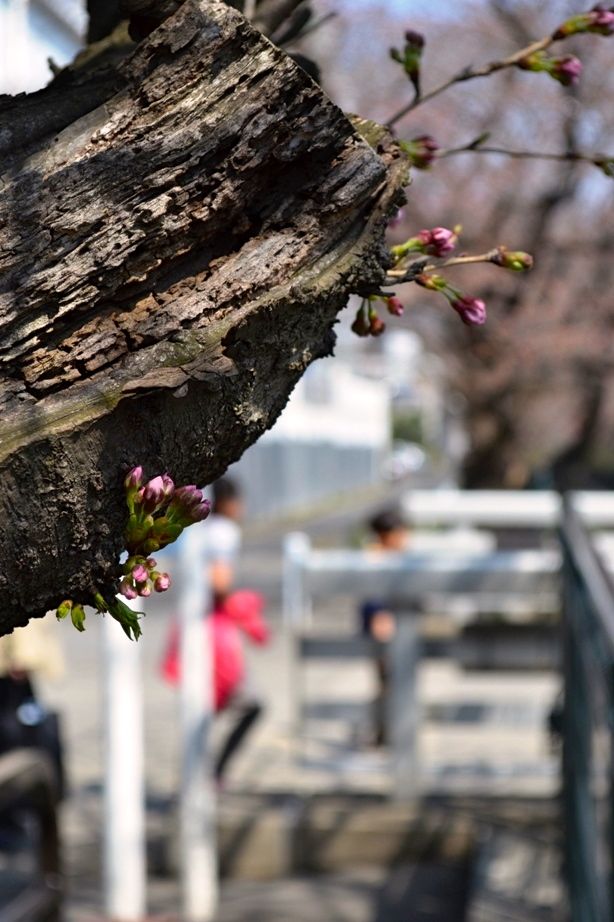 20140328asaogawa_yamaguchibashi01