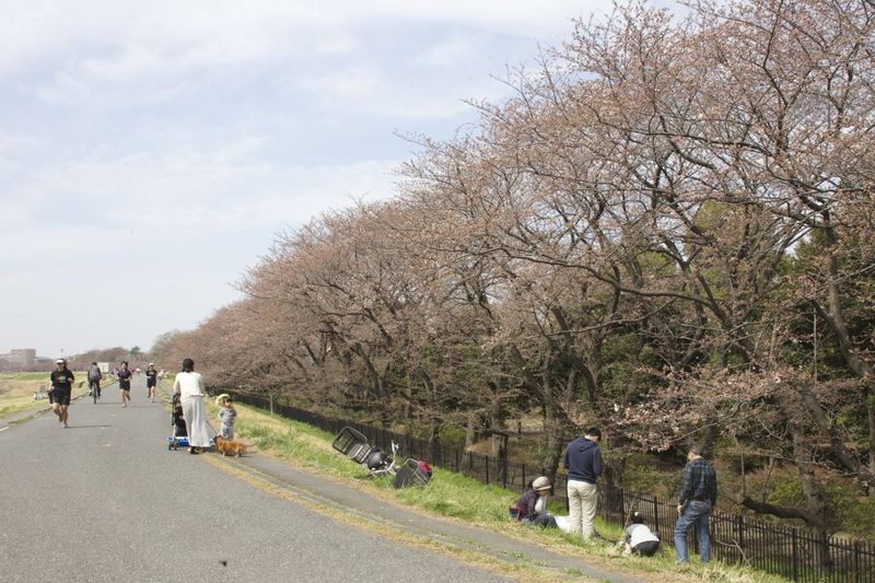 140329tamagawa3