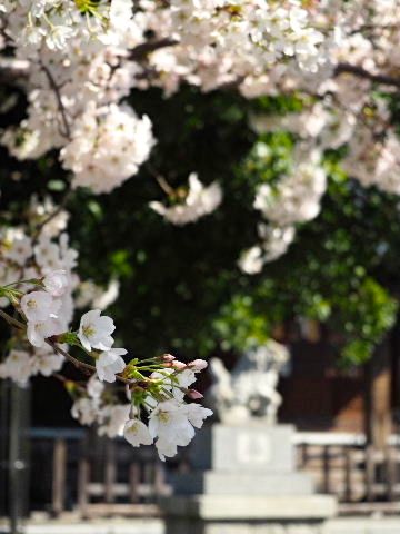 20140331shinjyojinjya03