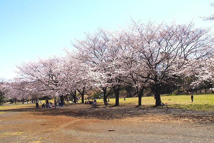 20140331sugaoryokuchi03