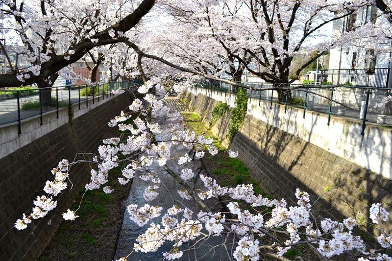 20140401asaogawa_yamaguchibashi09