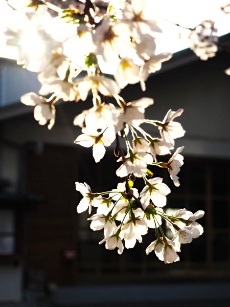 20140402shinjyojinjya02