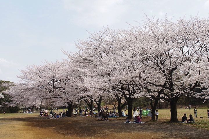 20140402sugaoryokuchi01