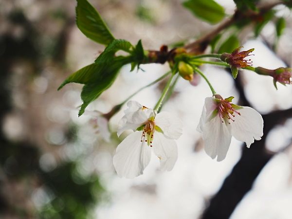 20140404shinjyojinjya03