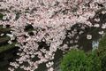 20140404nikaryo_hashimotobashi03