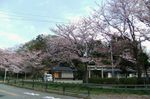 20140409hakuasanjinjya03