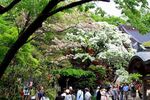 20140504jindaiji_najyamonjya01