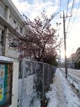 20140209nakaharadensyaku_sakura01