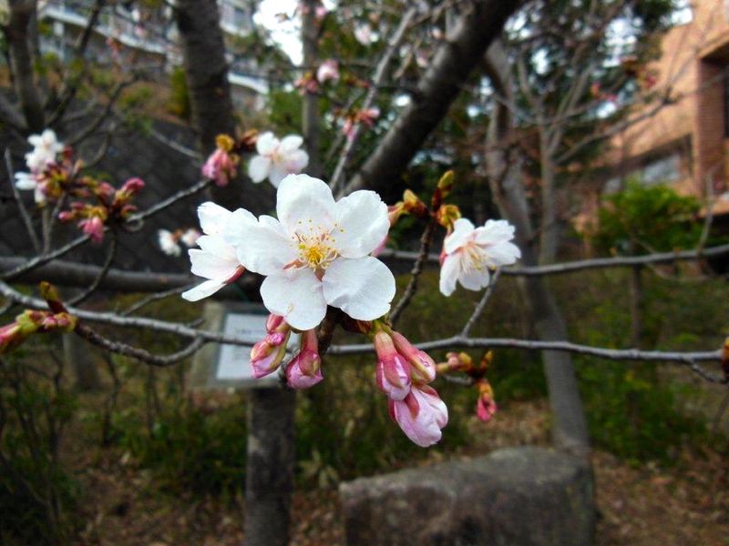 20140310asaokuyakusyo_tamanawa02