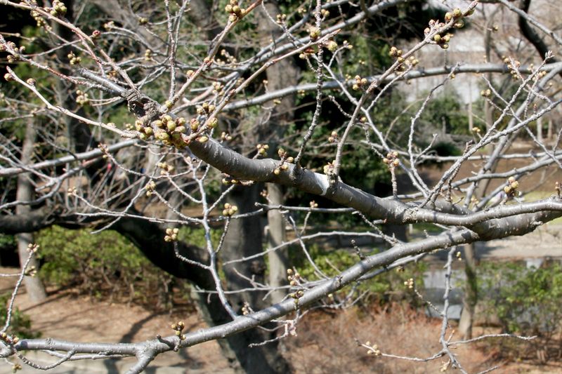 140323tamagawa 02