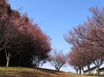 20140325korinji_kohigan01