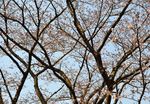 20140328asaogawa_yamaguchibashi05