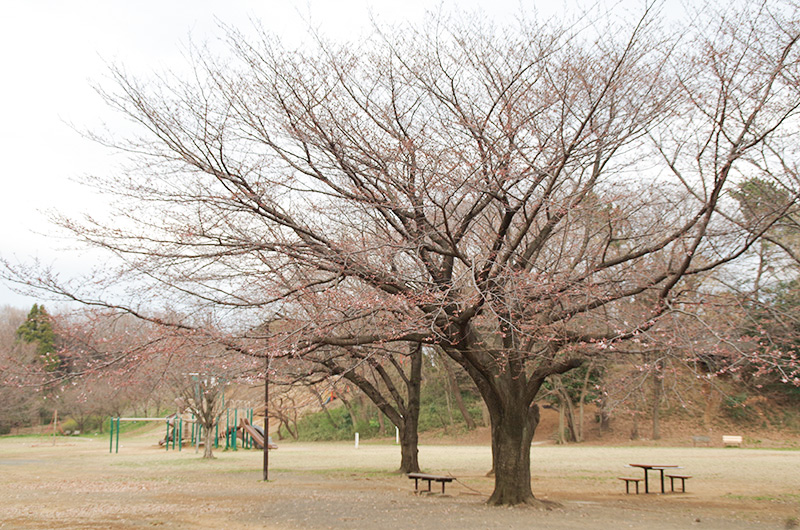 140326140326sugaoryokuchi04