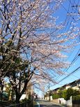 20140331sugaodaiyonkoen01