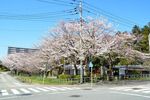 20140331hakusanjinjya04