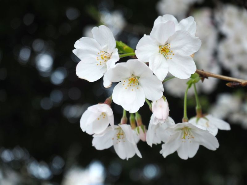 20140401shinjyojinjya03