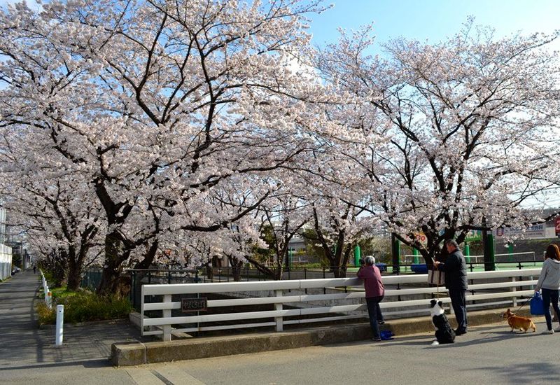 20140401asaogawa_yamaguchibashi08