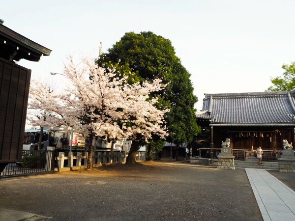 20140402shinjyojinjya05