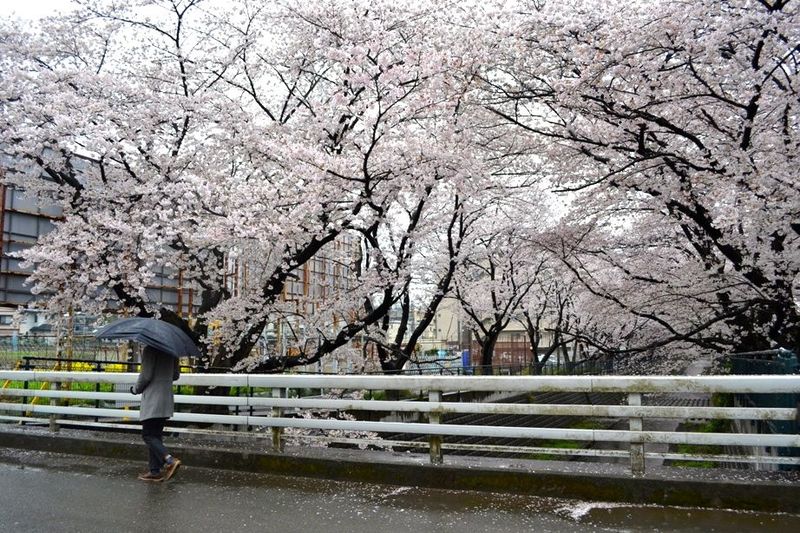 20140403asaogawa_yamabuchibashi04