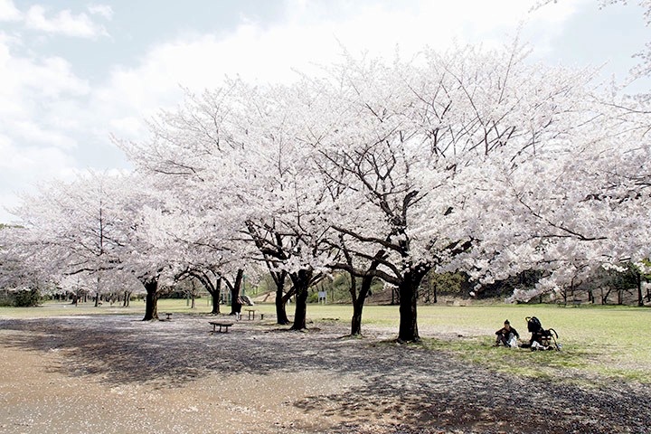 20140404sugaoryokuchi01