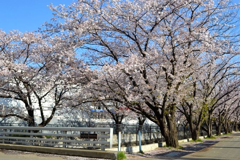 20140407asaogawa_yamaguchibashi01