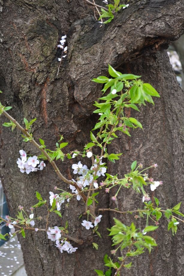 20140406asaogawa_yamaguchibashi03