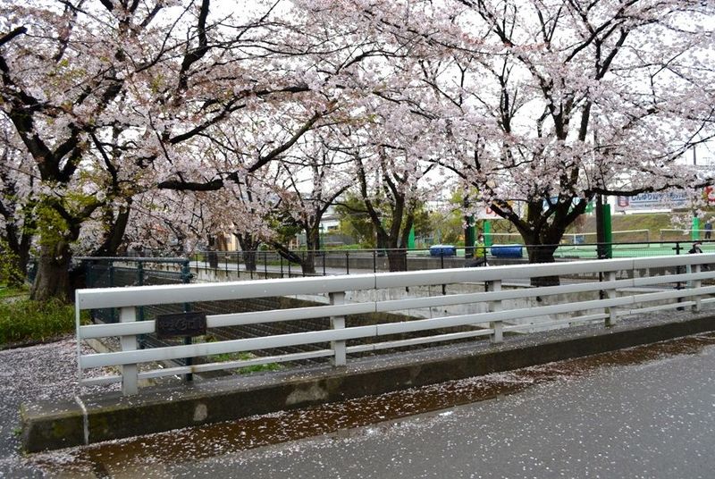 20140406asaogawa_yamaguchibashi04