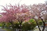 20140420hakusanjinjya_yae01