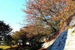 20141103nikaryo_hashimoto-daiwabashi03