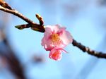 20150221egawaseseragi_sakura01