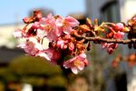 20150223ikuta_sakura03