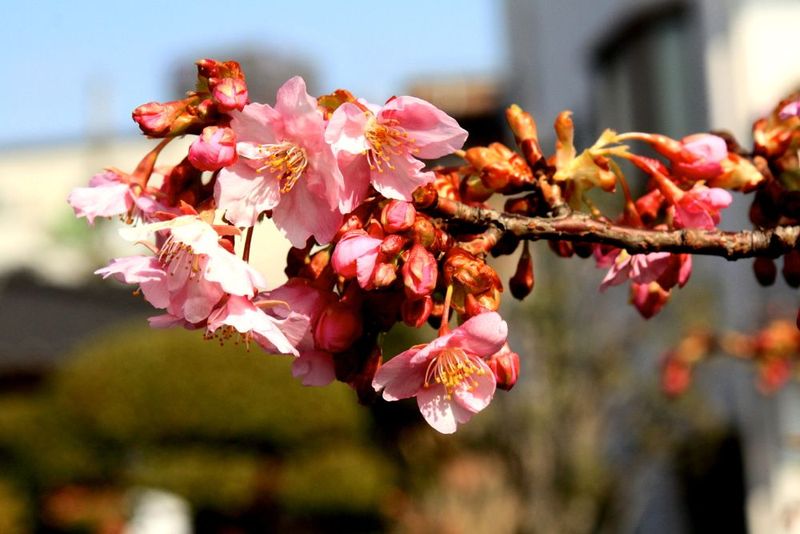 20150223ikuta_sakura03