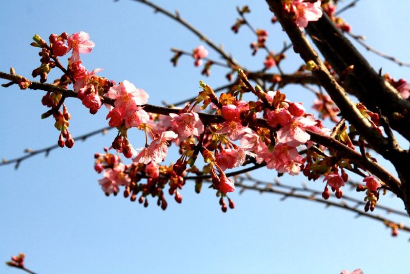 20150223ikuta_sakura02