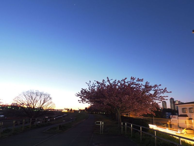 20150311tamagawatodoroki_kawazu02