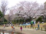 150328sakura05 150328sakura05