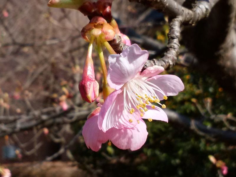 DSC_0046河津桜_1