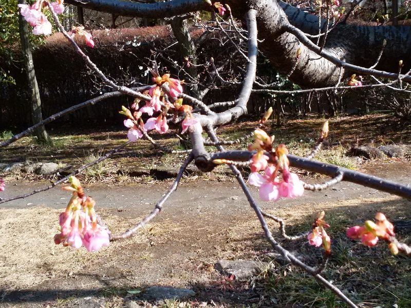 DSC_0047河津桜_1