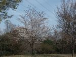 160331むじなが池桜広場山桜