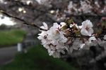 IMG_5279