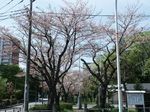 160411白山神社前