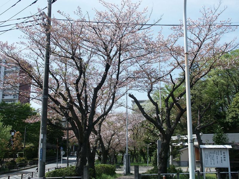 160411白山神社前