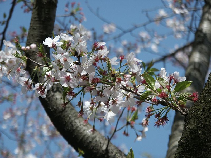 160411残った桜㈪